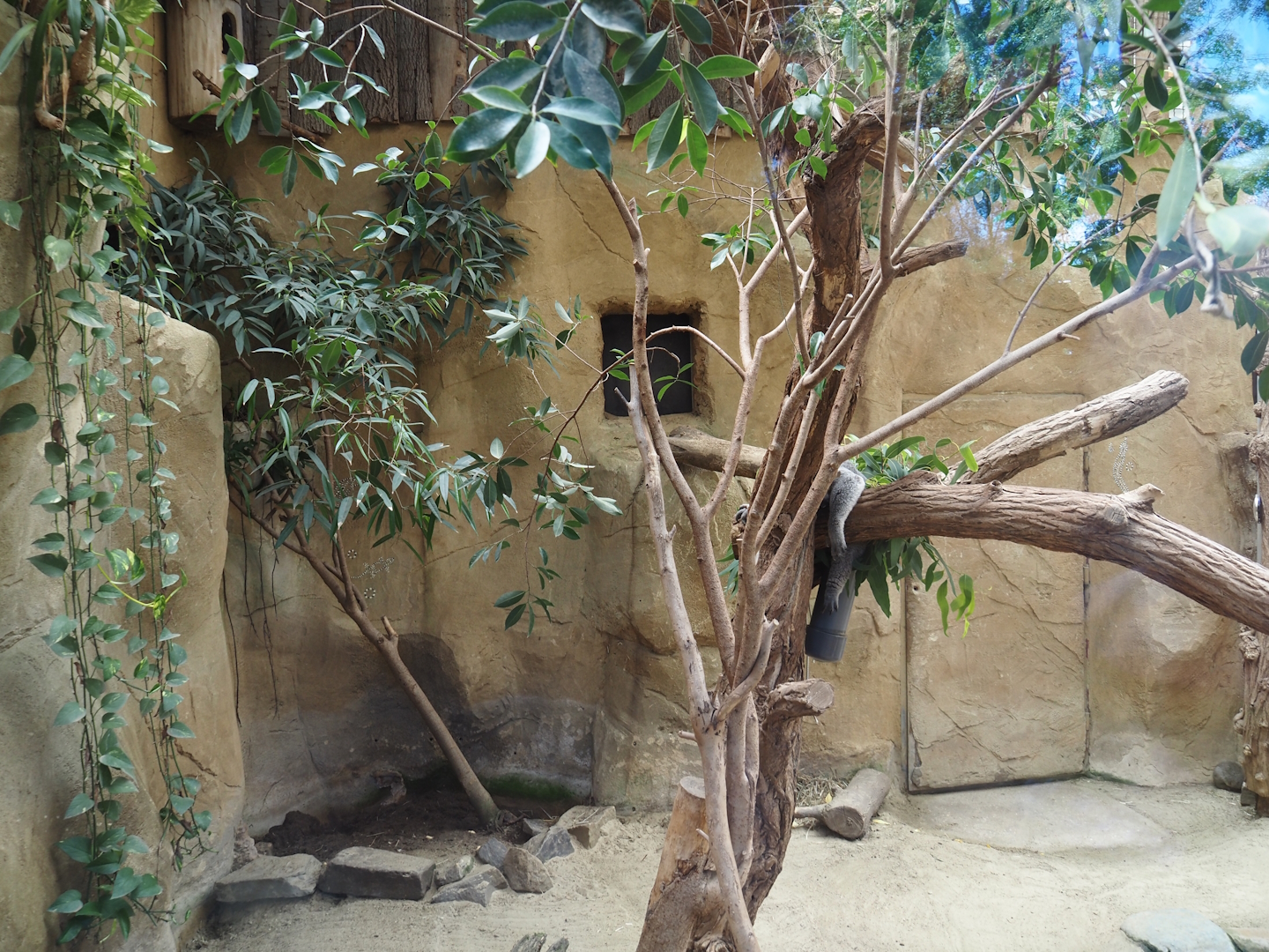 Koala, South-east Australian short-beaked echidna and Western woylie exhibit, 2024-06-08