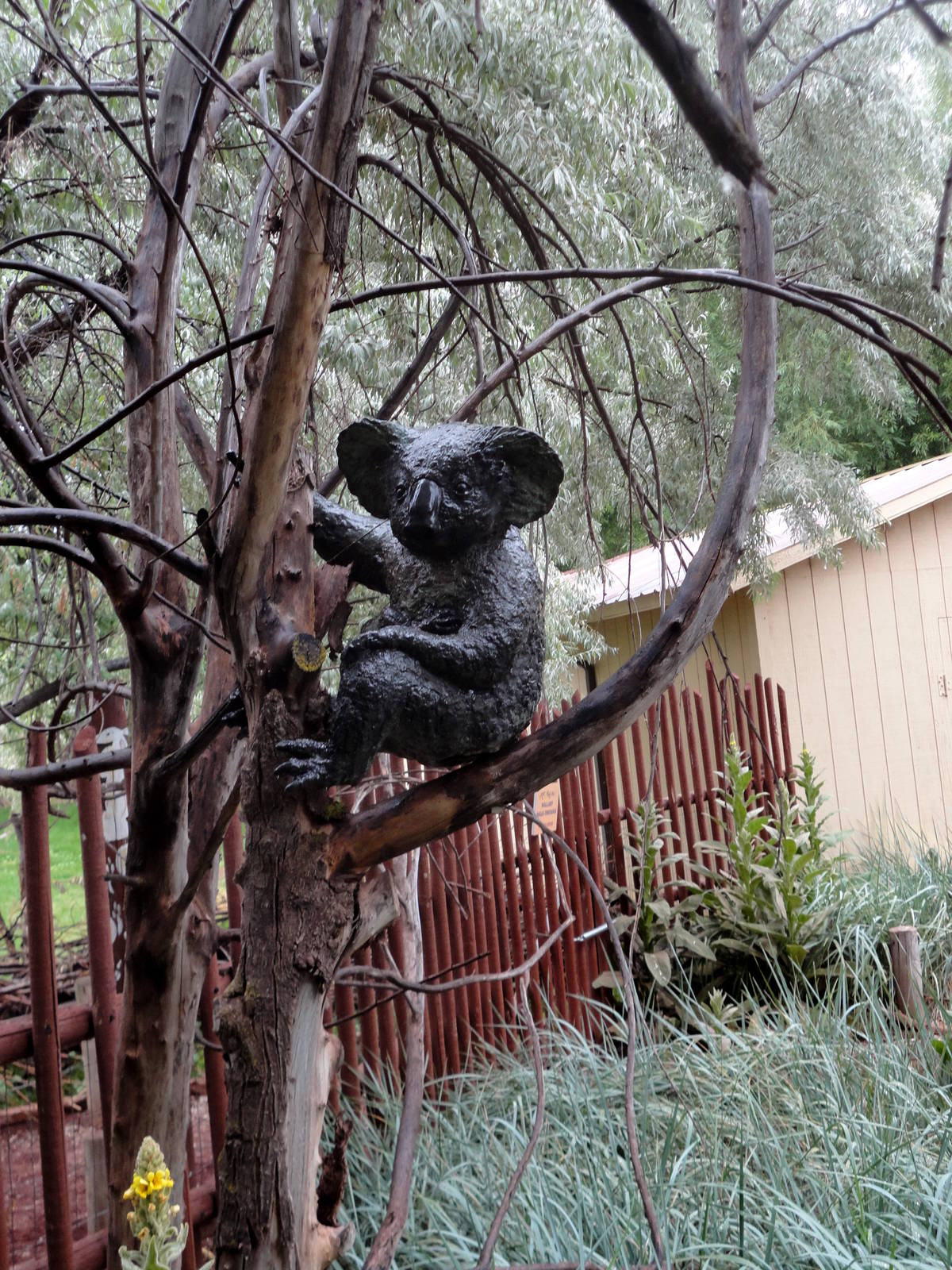 Koala Statue