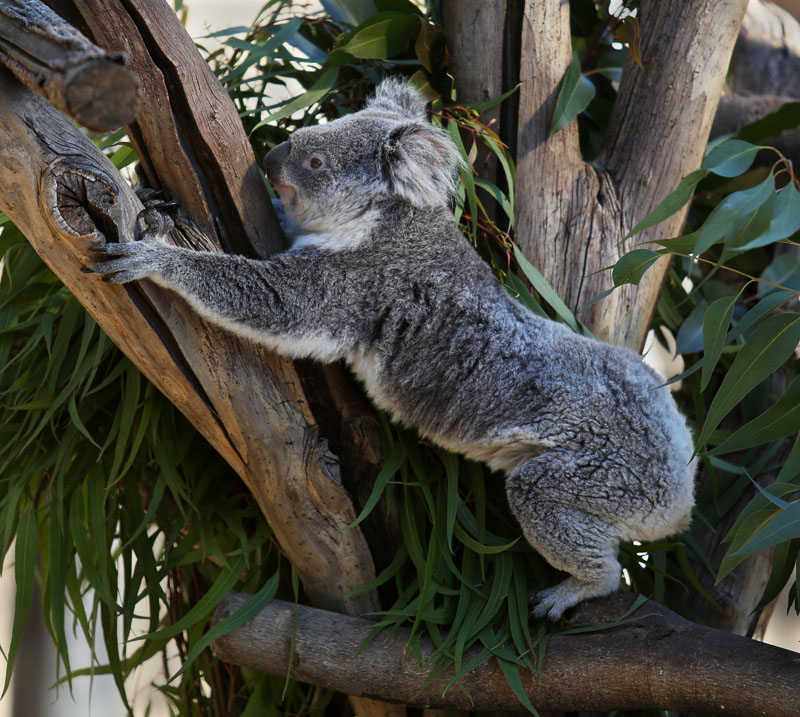 koala stretching