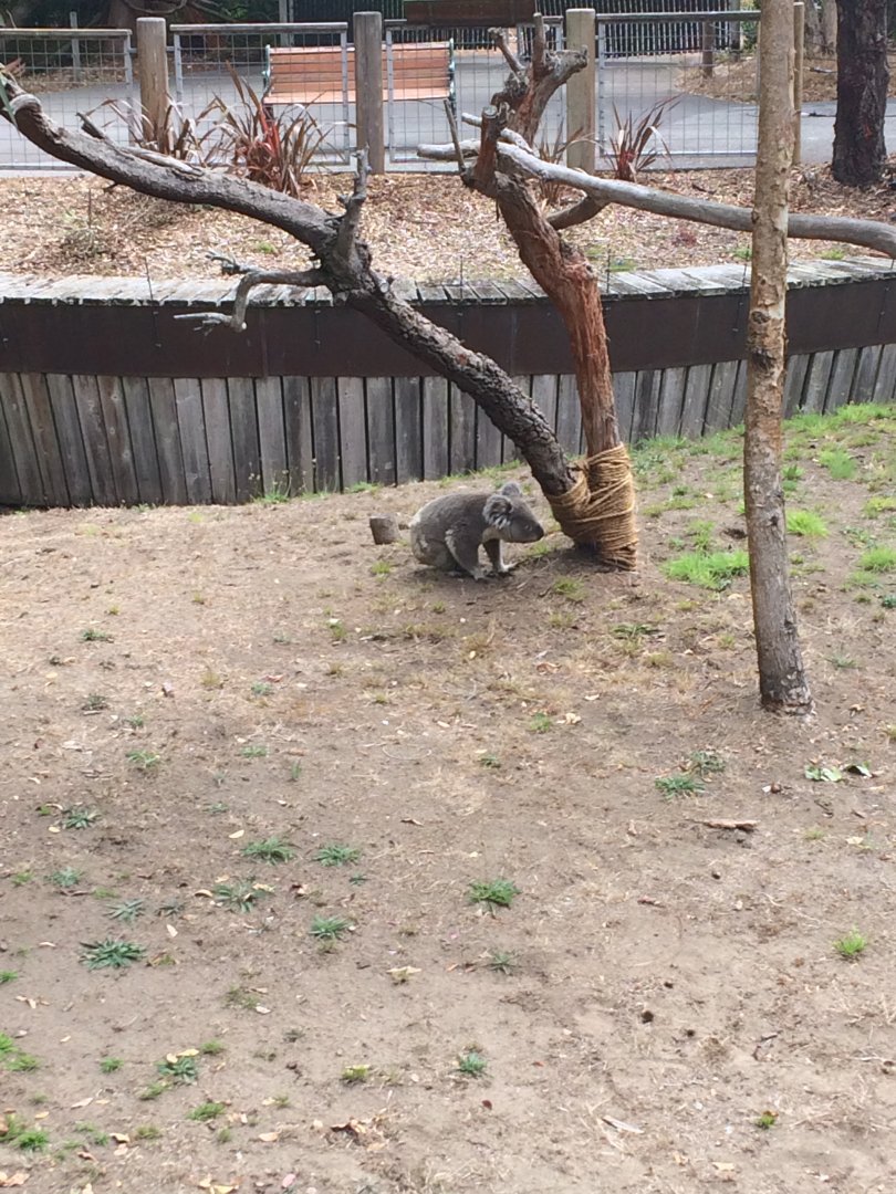 Koala switching trees