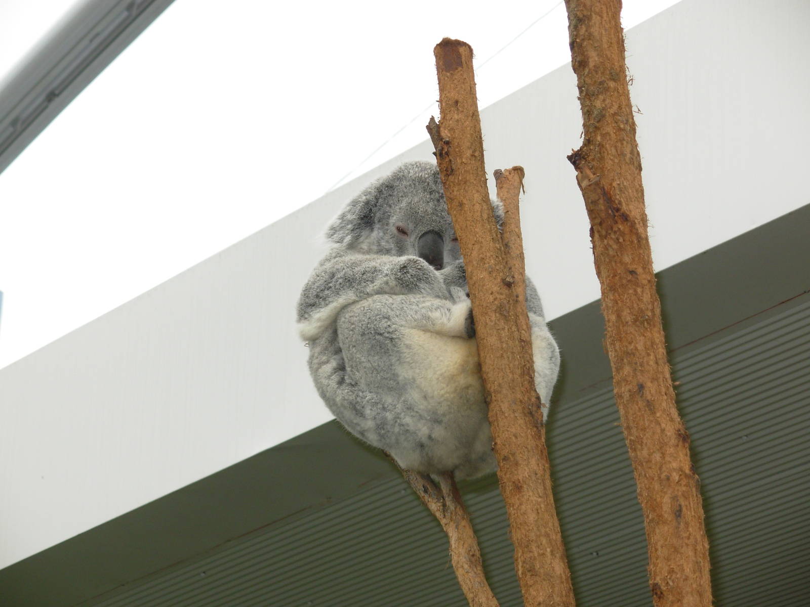 Koala - Sydney Wildlife World