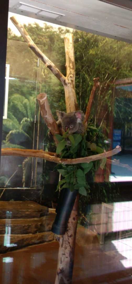 Koala (Temporary, August 2021)