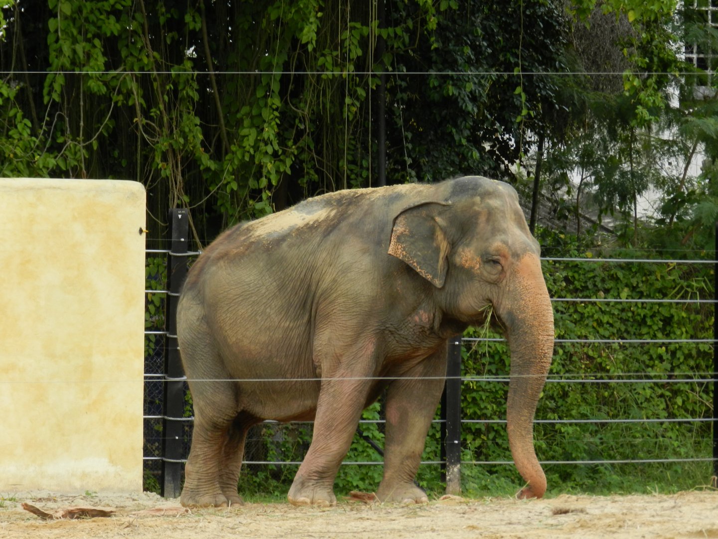 Koala, the asian elephant - BioParque do Rio