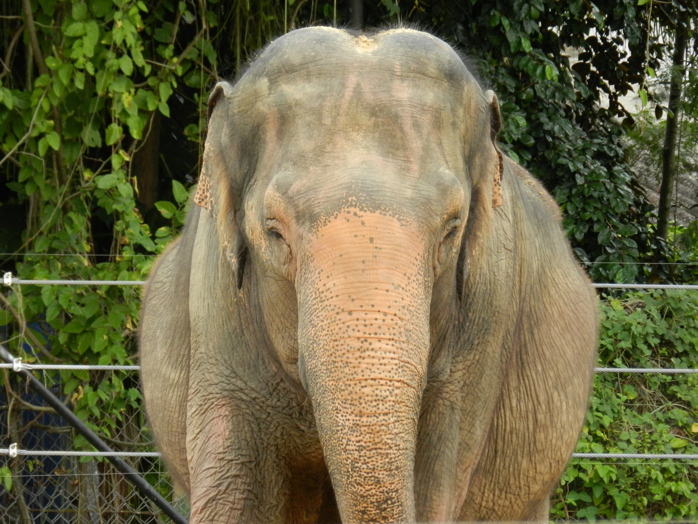 Koala, the asian elephant - BioParque do Rio