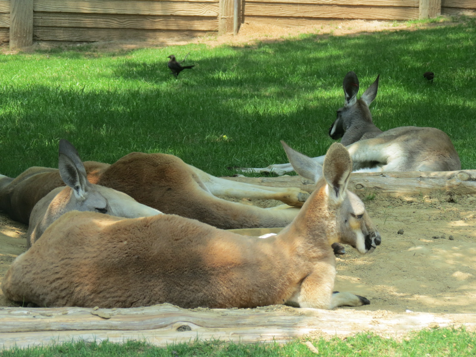 Koala Walkabout - Australian Walkabout Exhibit - Red Kangaroo
