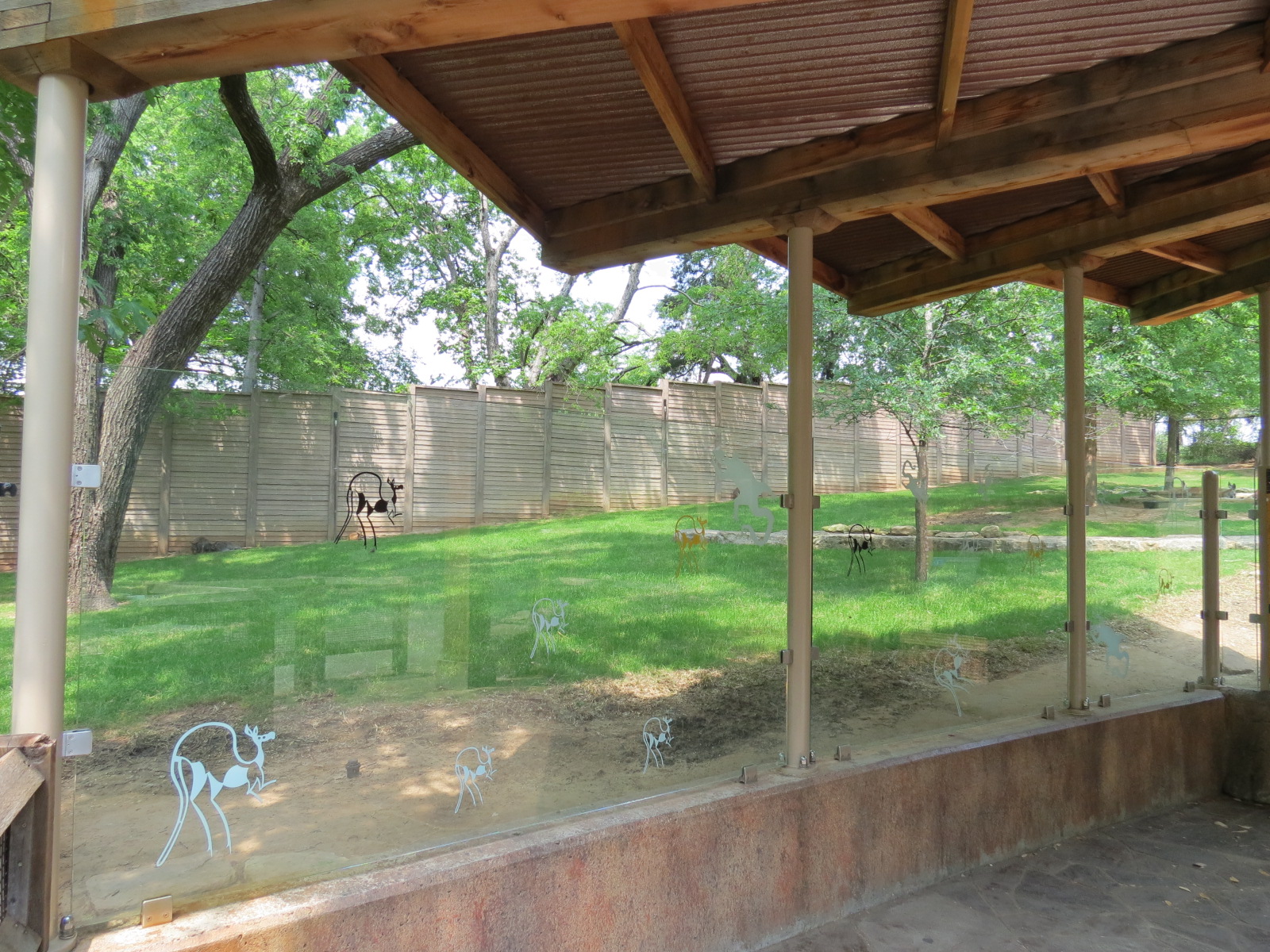 Koala Walkabout - Australian Walkabout Exhibit