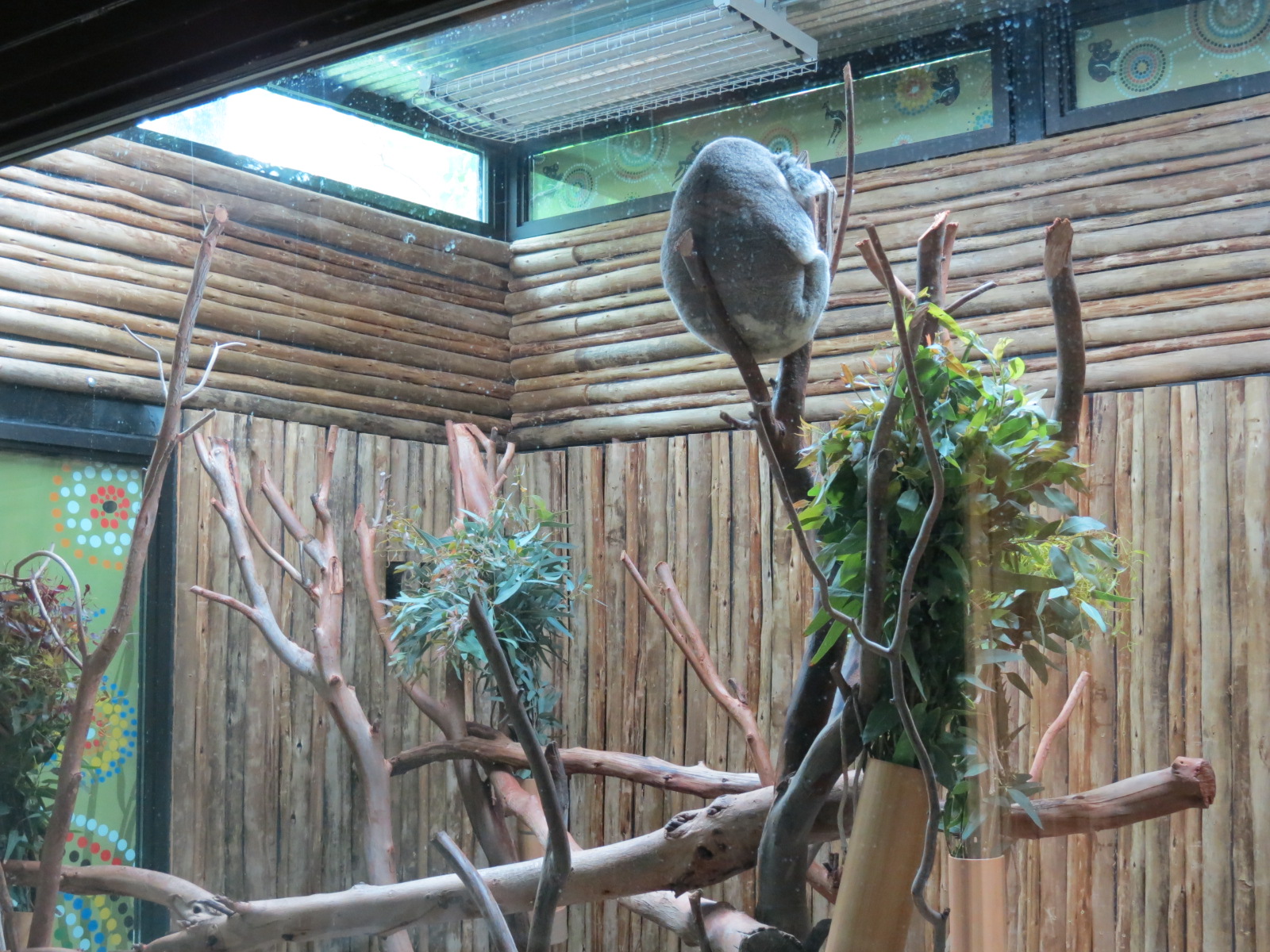 Koala Walkabout - Koala Exhibit