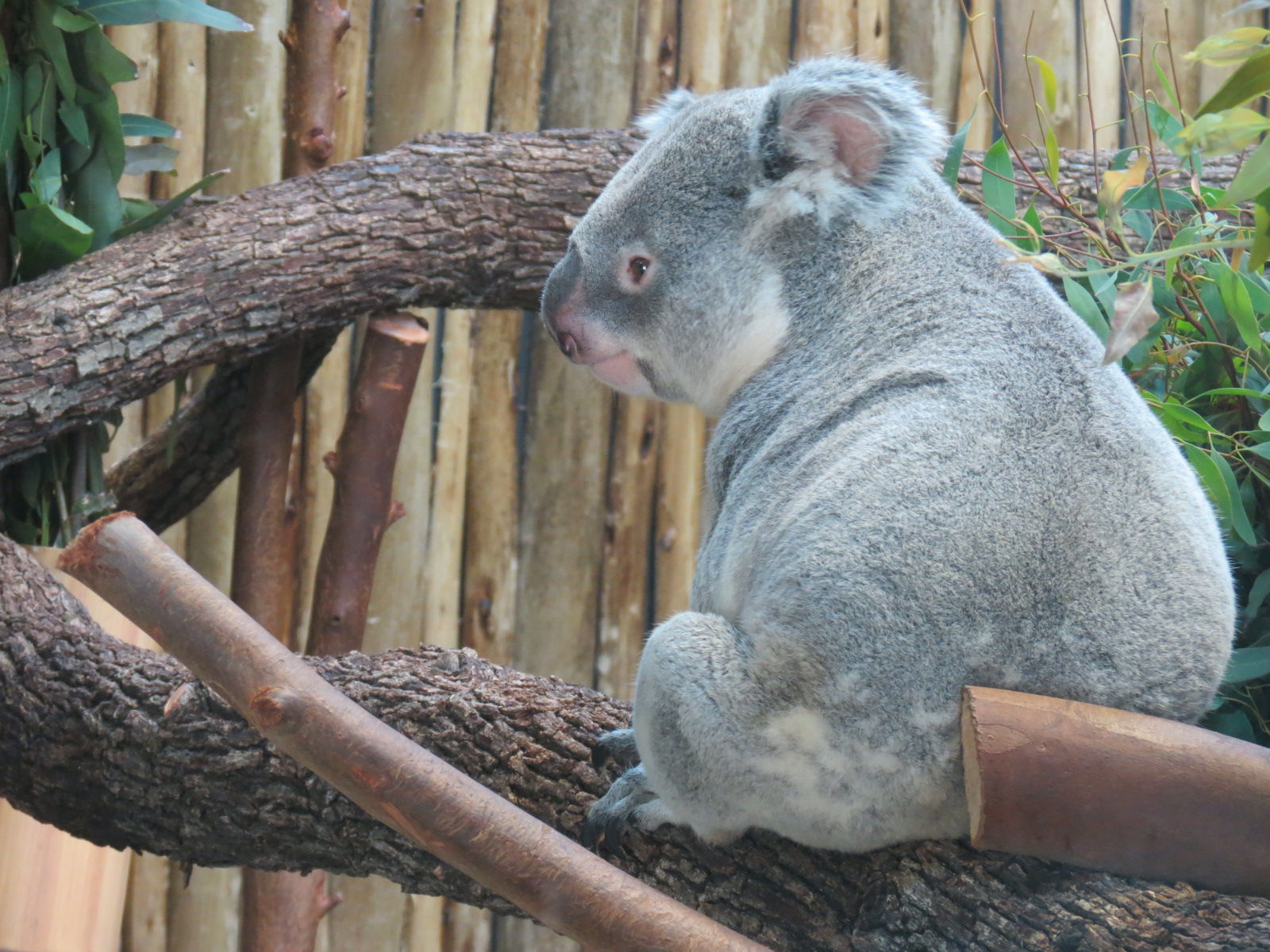 Koala Walkabout - Koala Exhibit