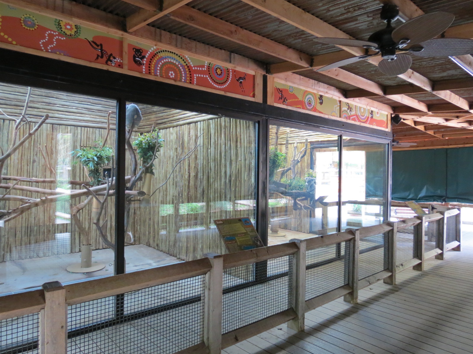 Koala Walkabout - Koala Exhibits