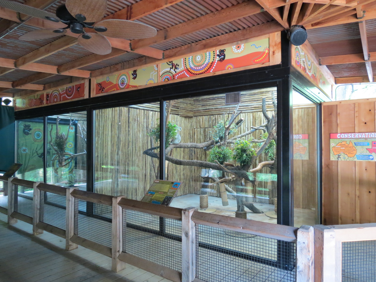 Koala Walkabout - Koala Exhibits