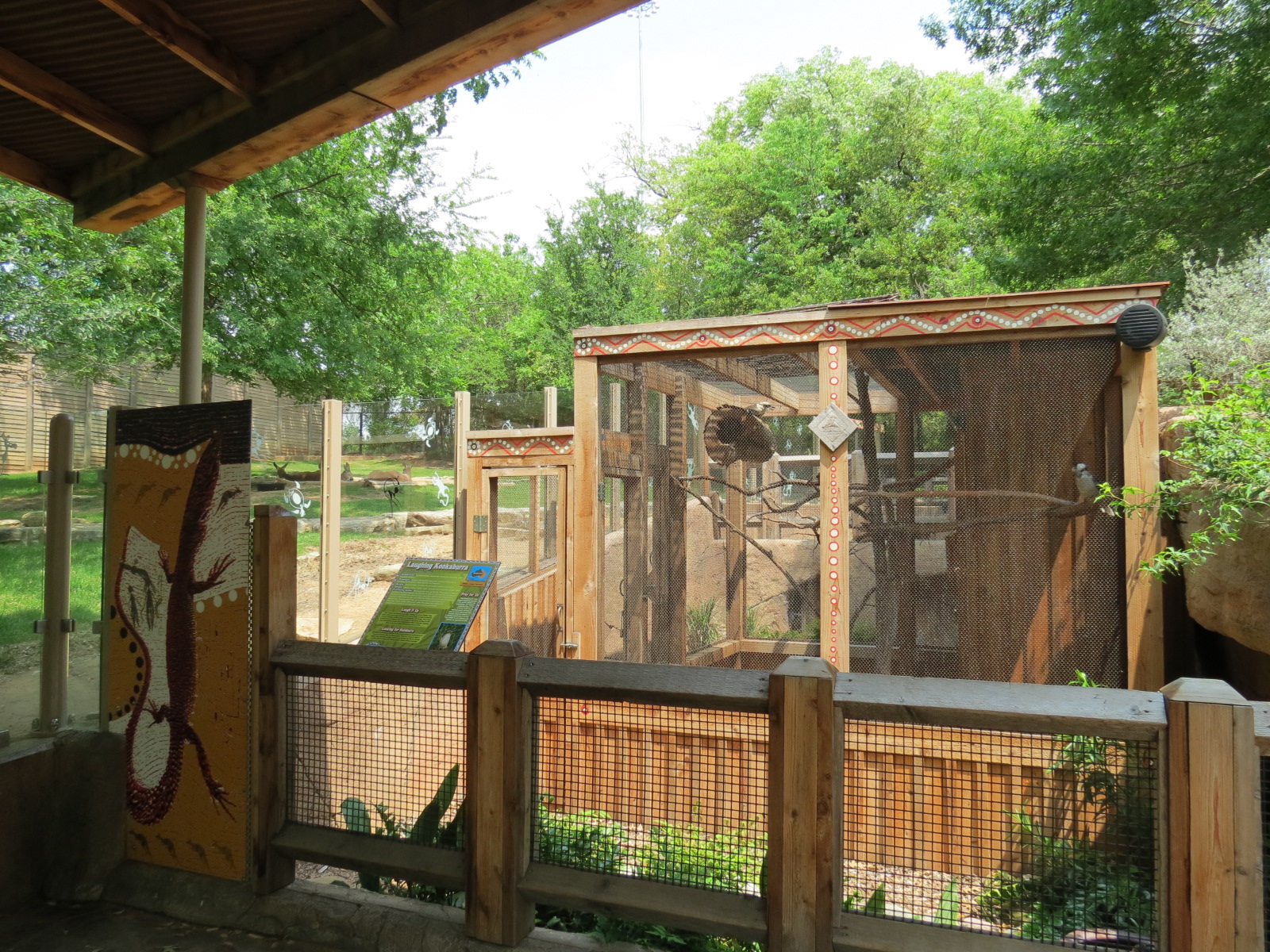 Koala Walkabout - Laughing Kookaburra Exhibit