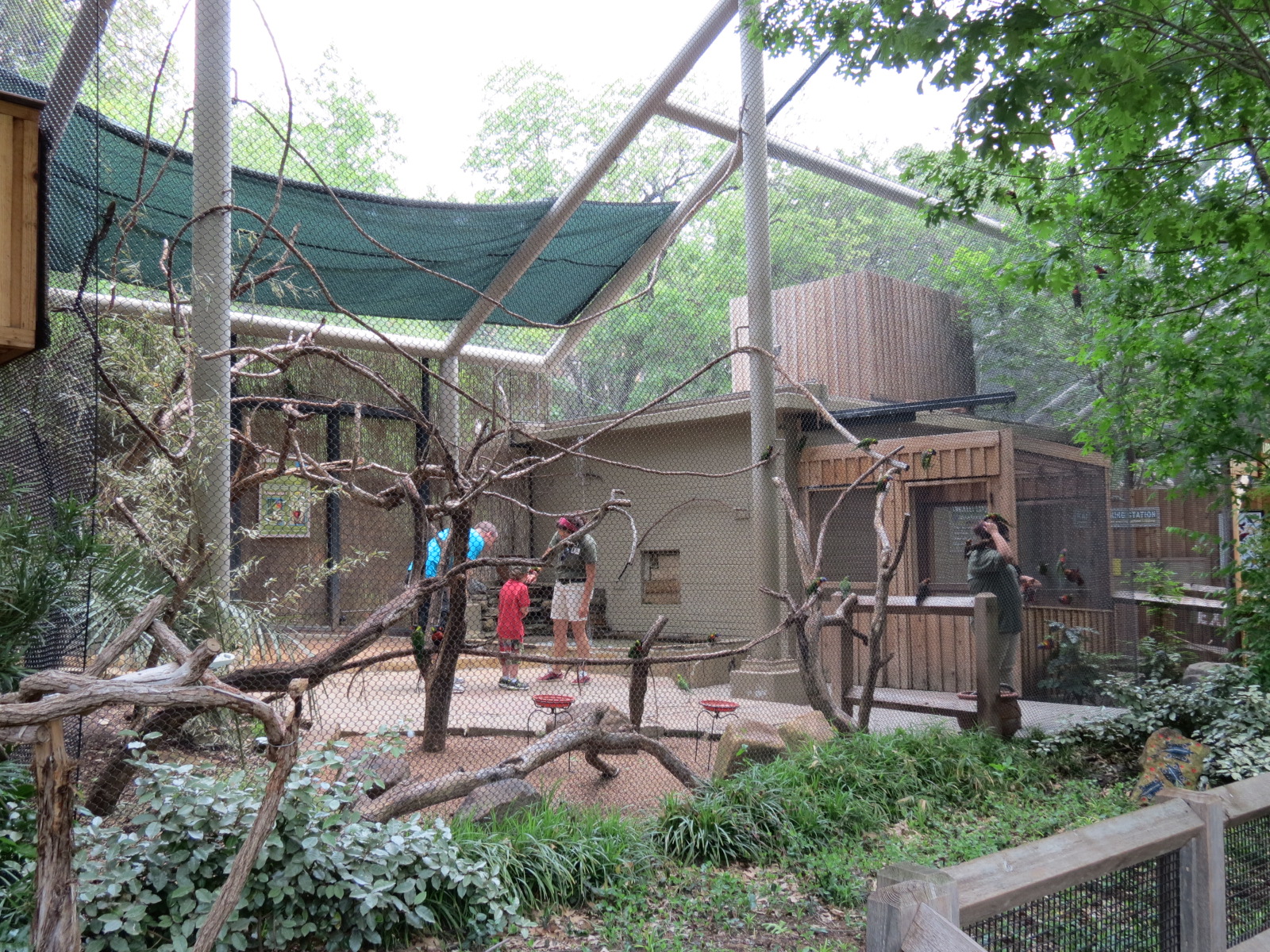 Koala Walkabout - Lorikeet Landing