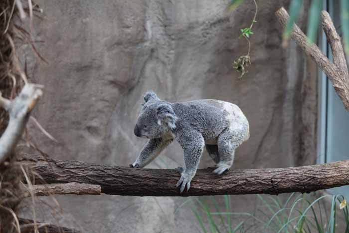 koala walking