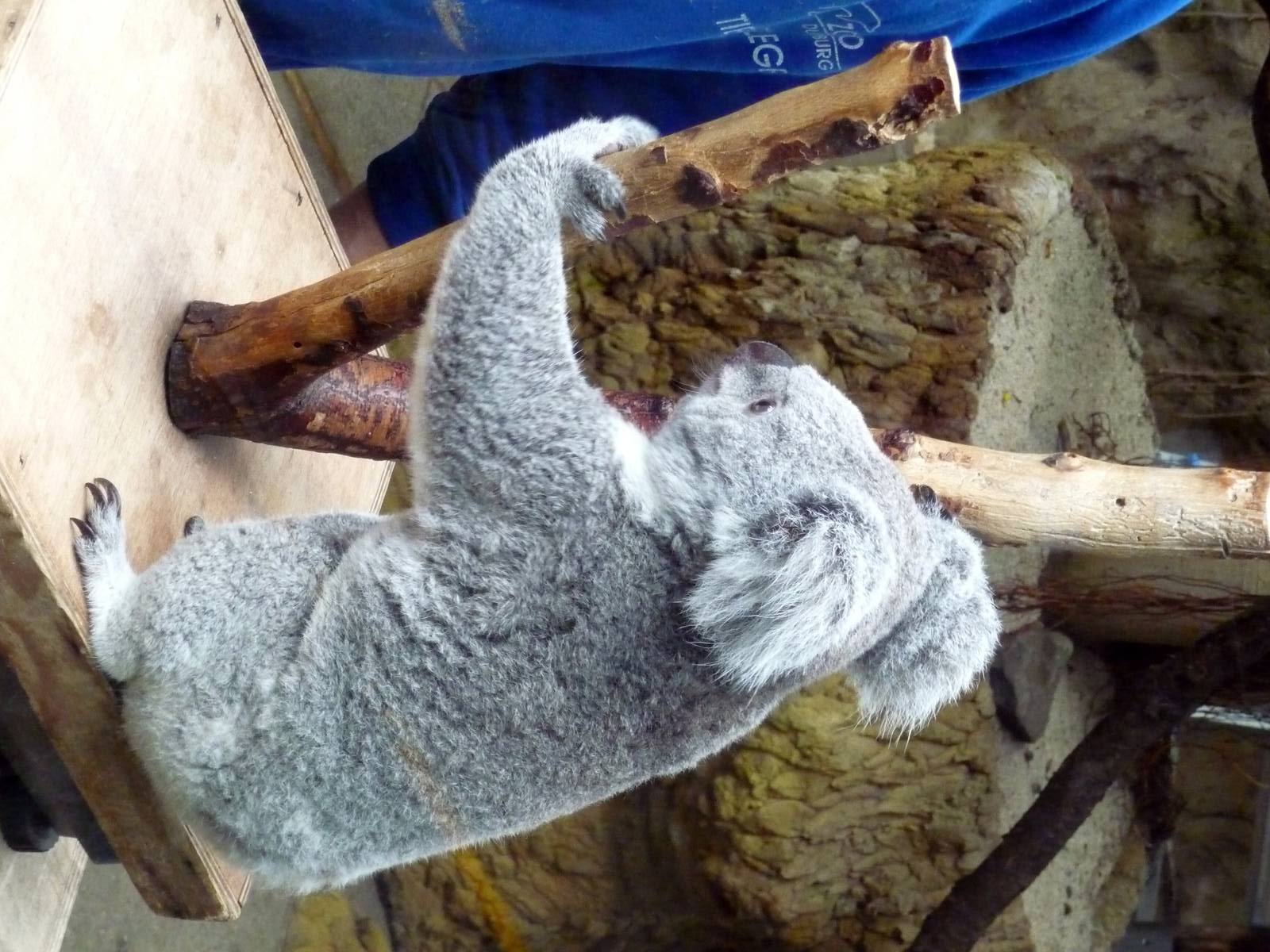 Koala Weighing Procedure