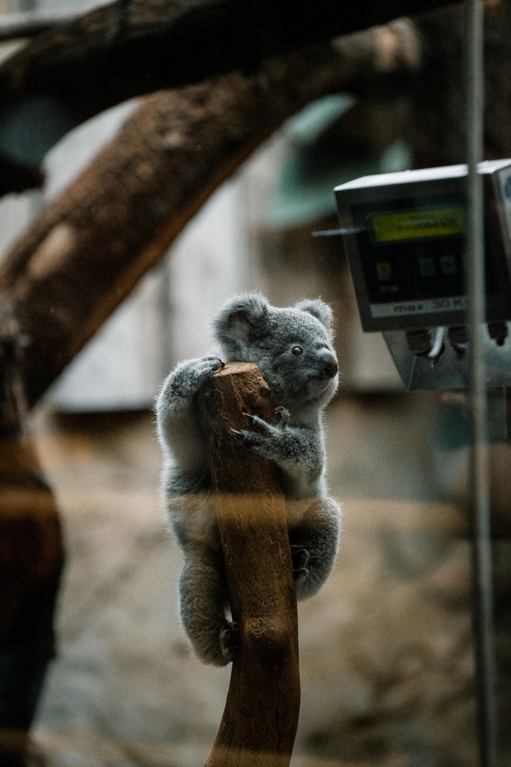 Koala weighing