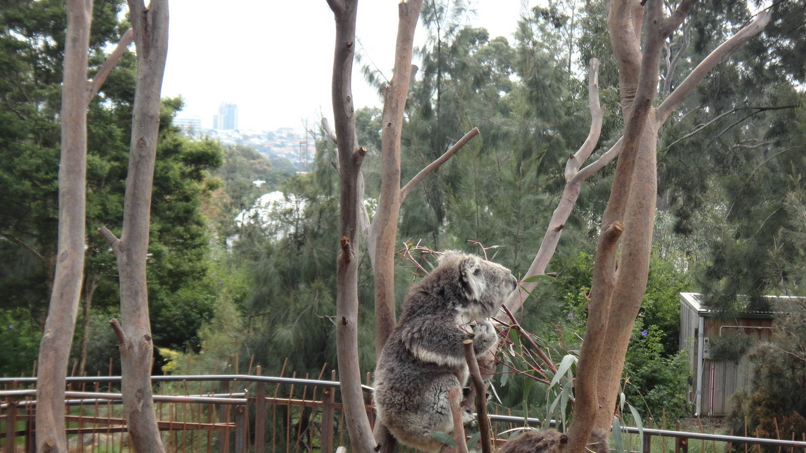 Koala With a View