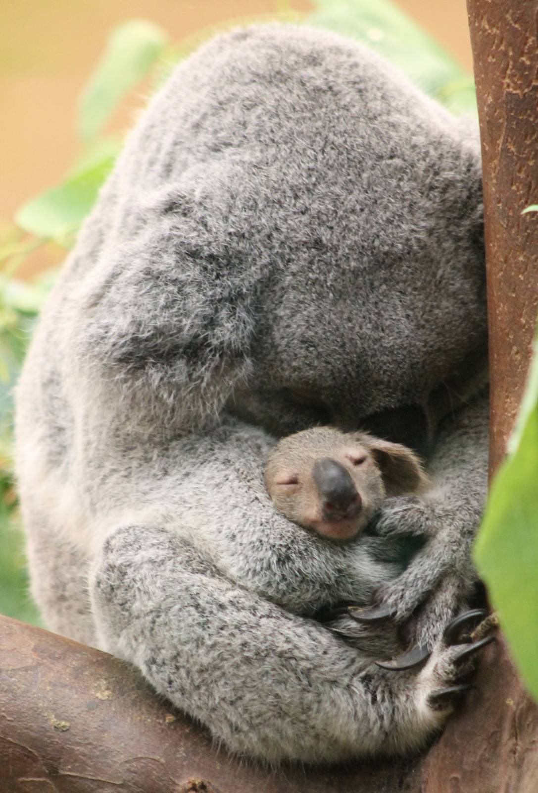 Koala with baby