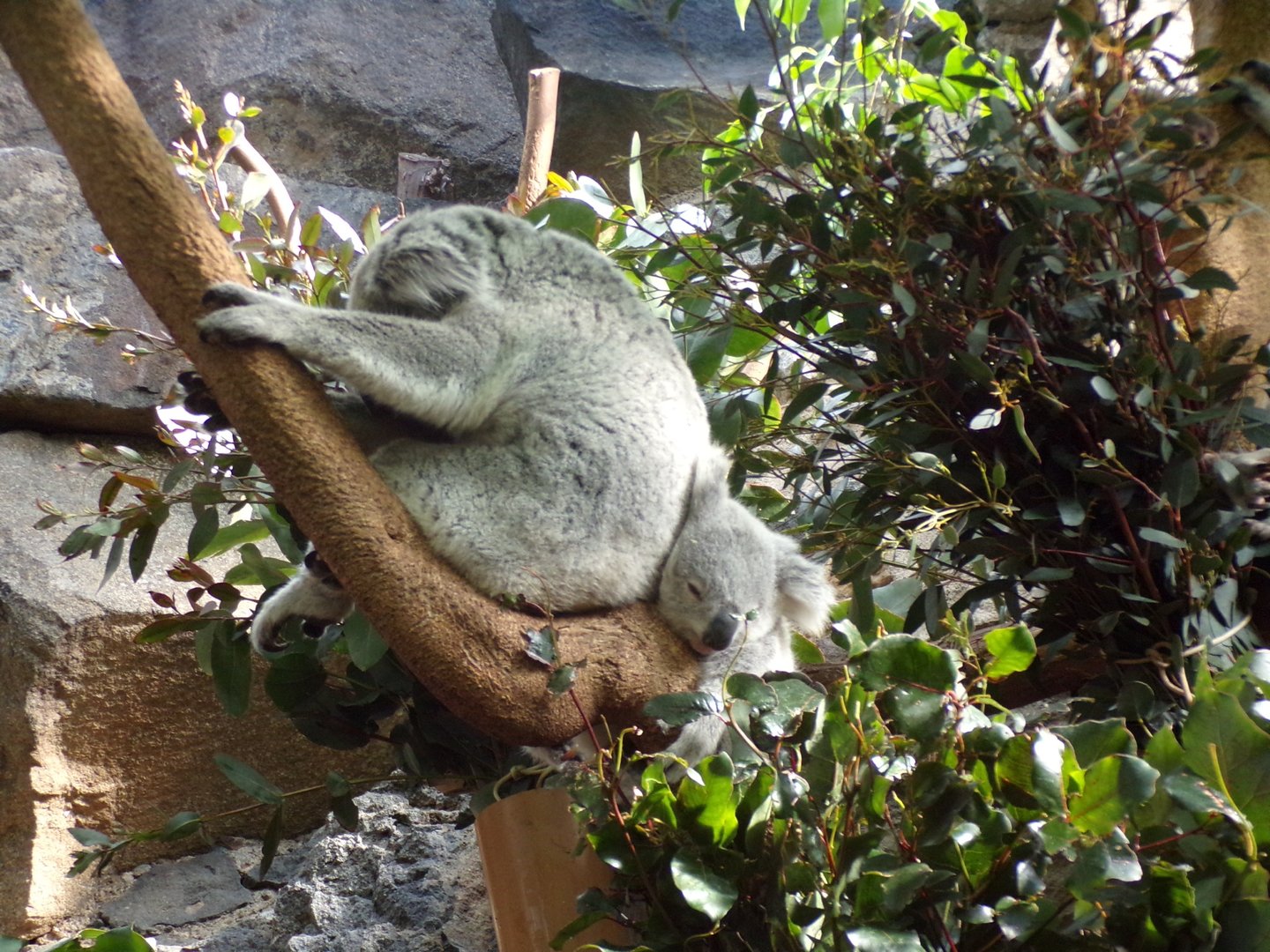 Koala with joey  11.3.23