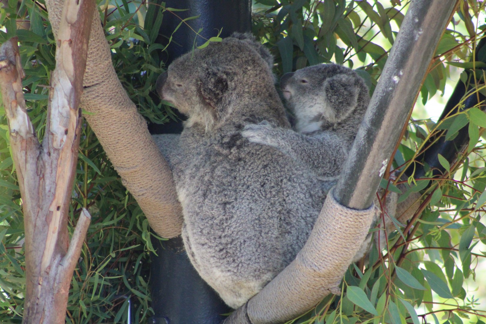 Koala with Joey (P. c. cinereus)
