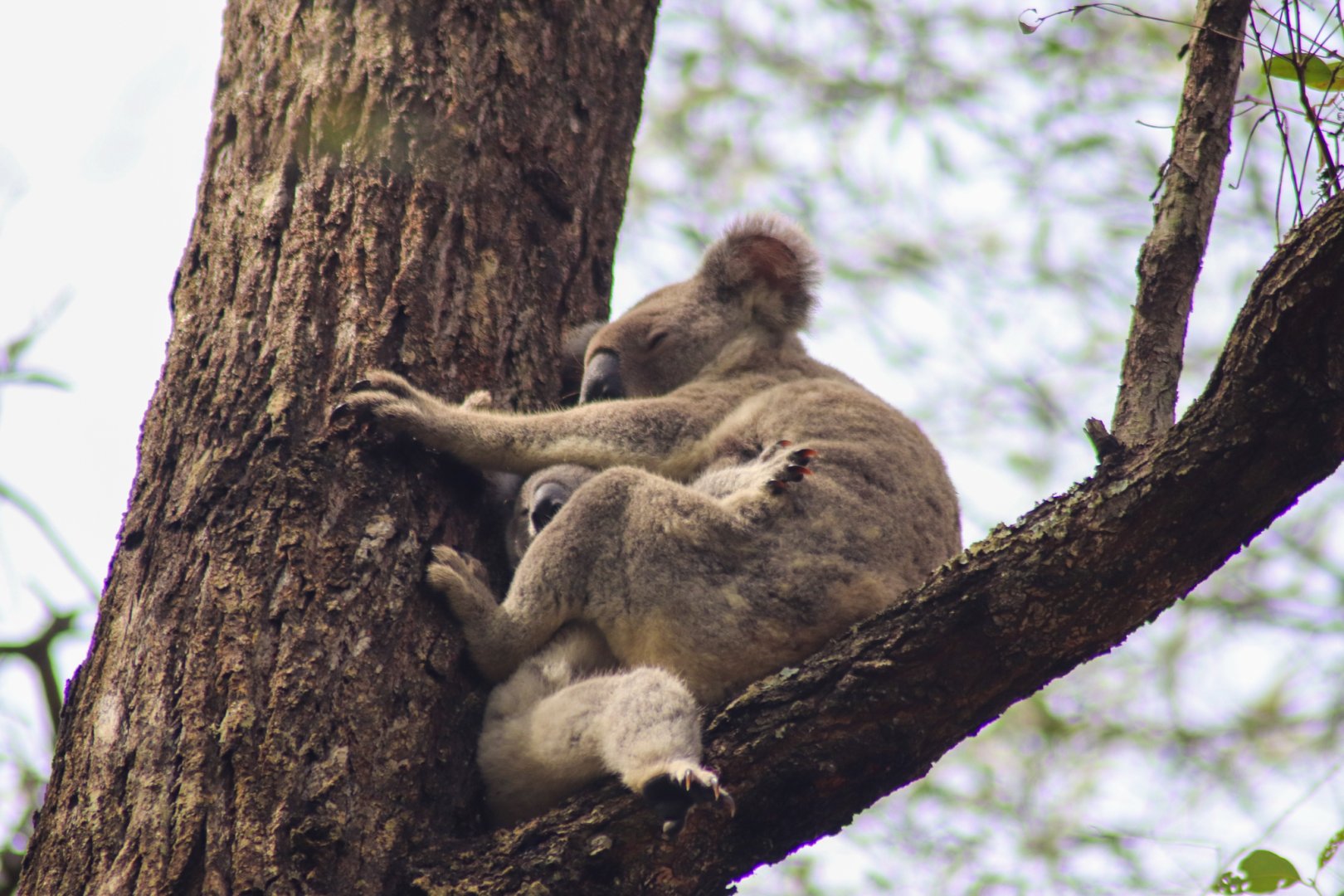Koala with Joey (Phascolarctos cinereus)