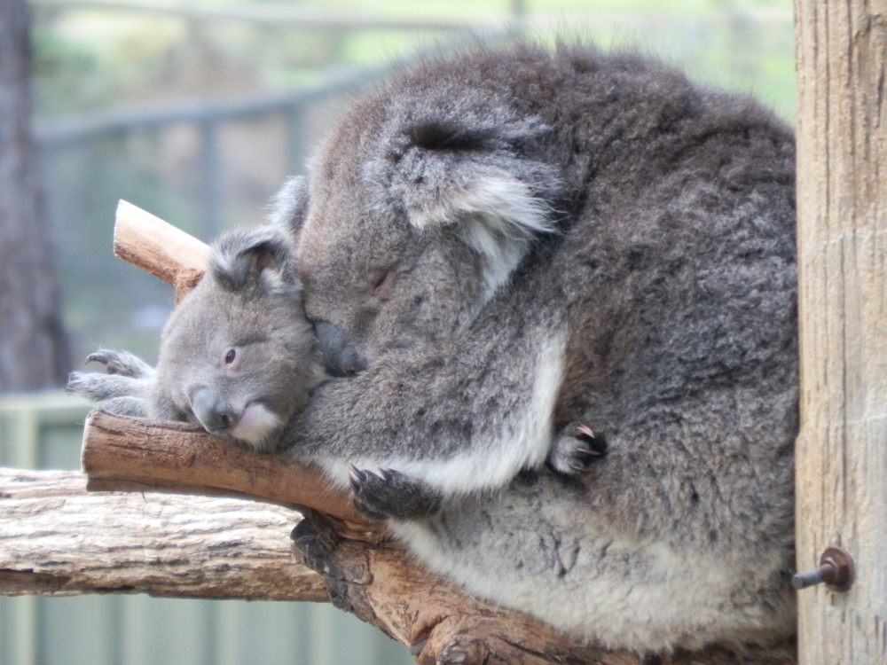 Koala with Joey