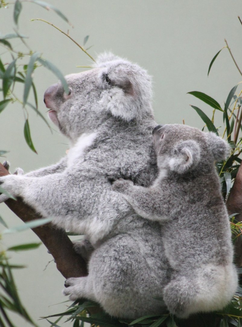 Koala with joey