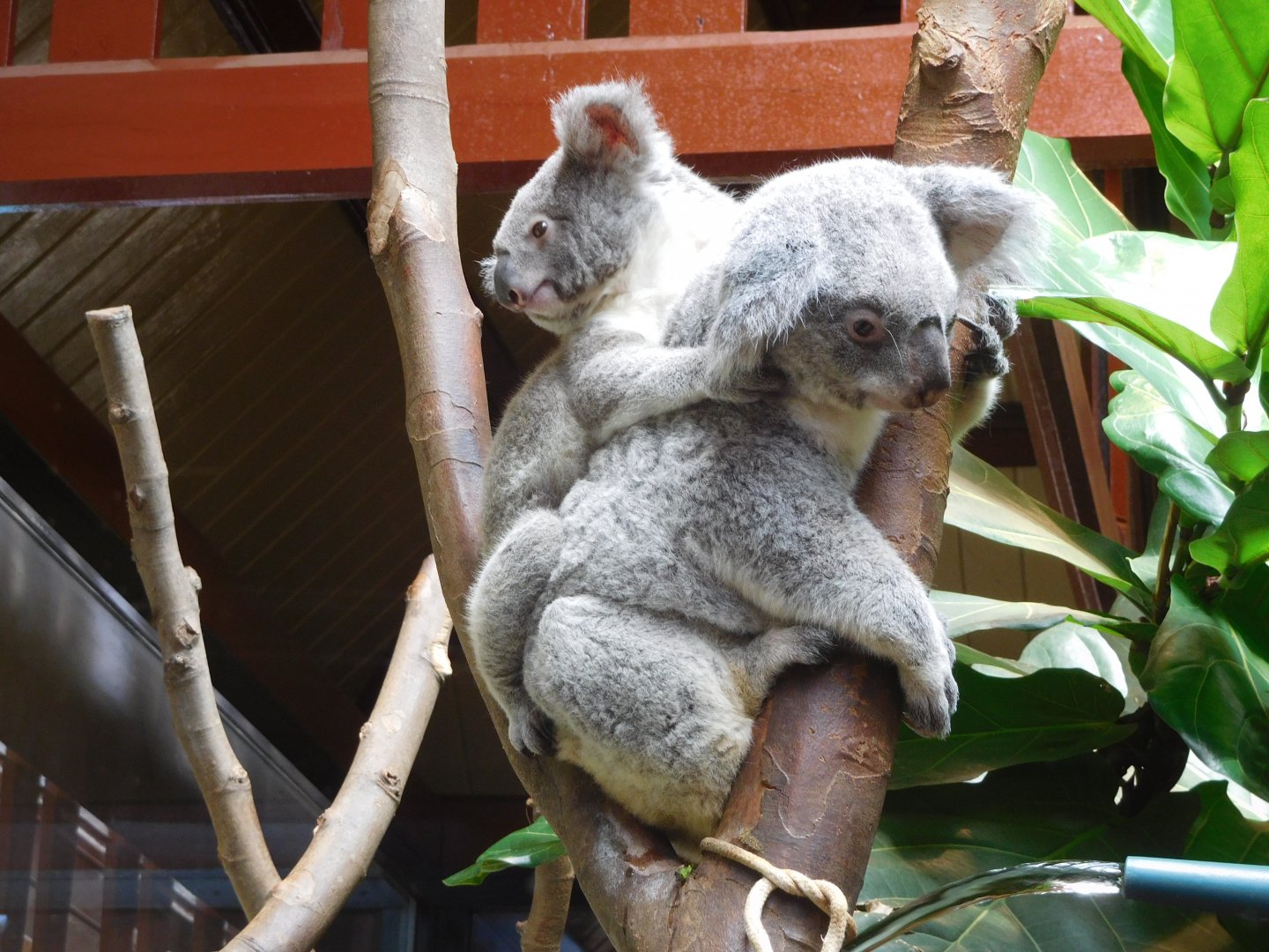 Koala with joey