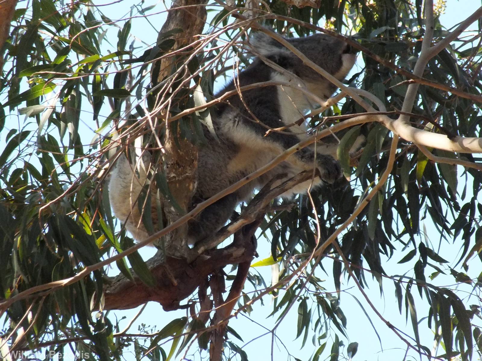 Koala - Yanchep National Park Koala Enclosure
