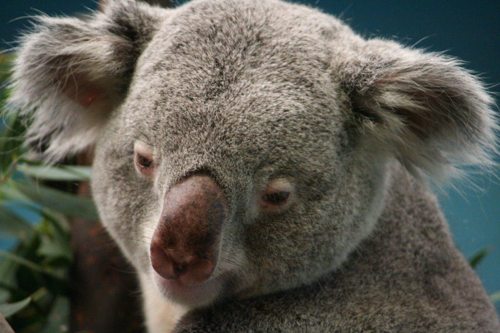 Koala