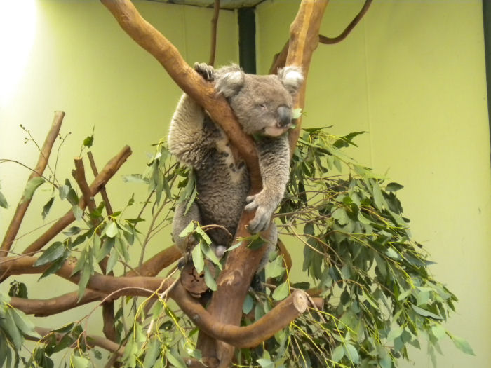 Koala.