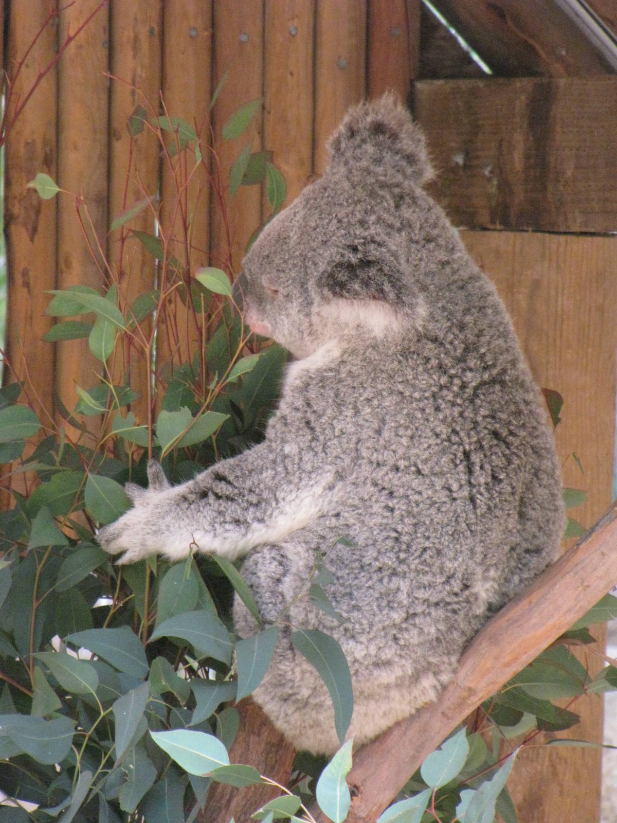 Koala