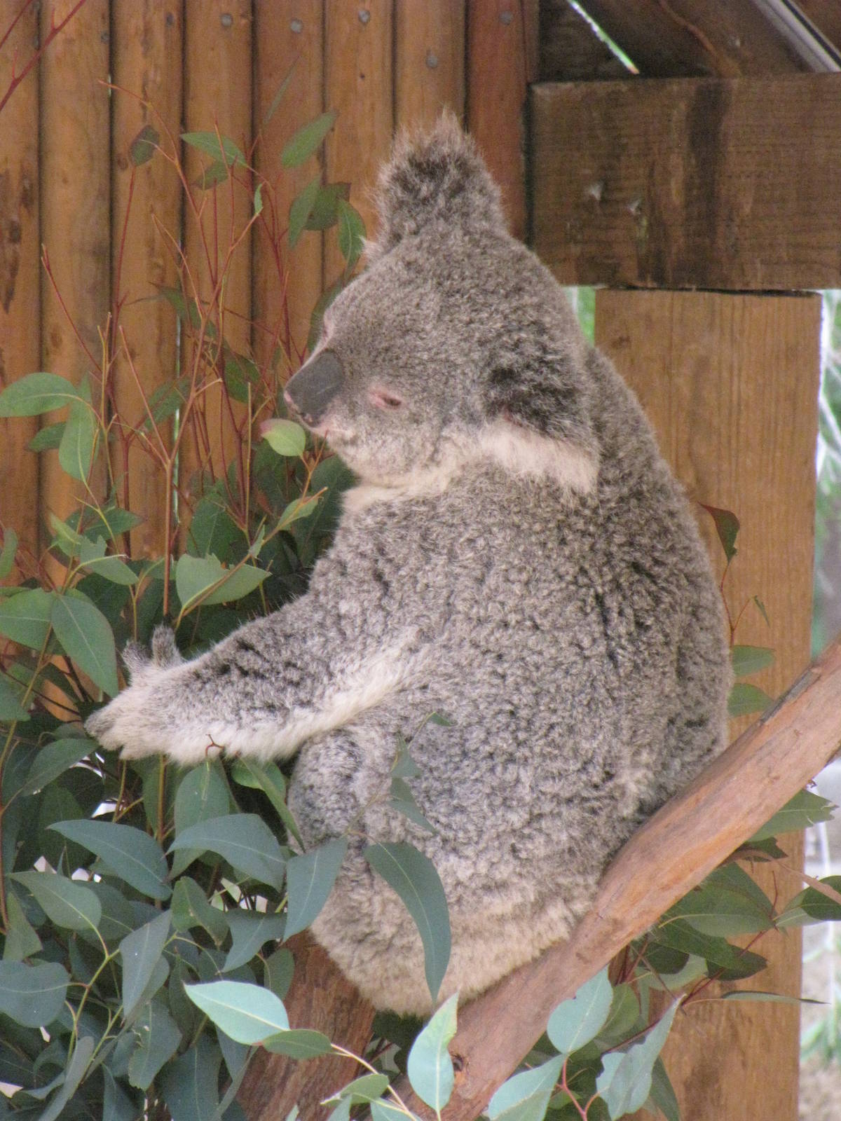 Koala