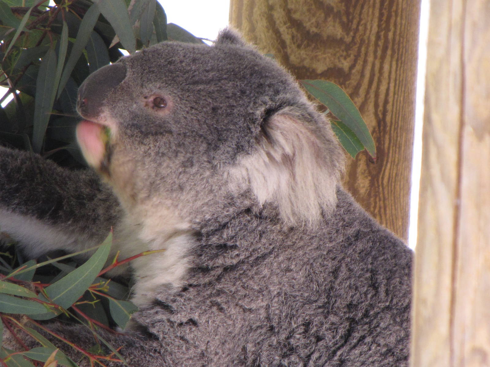Koala