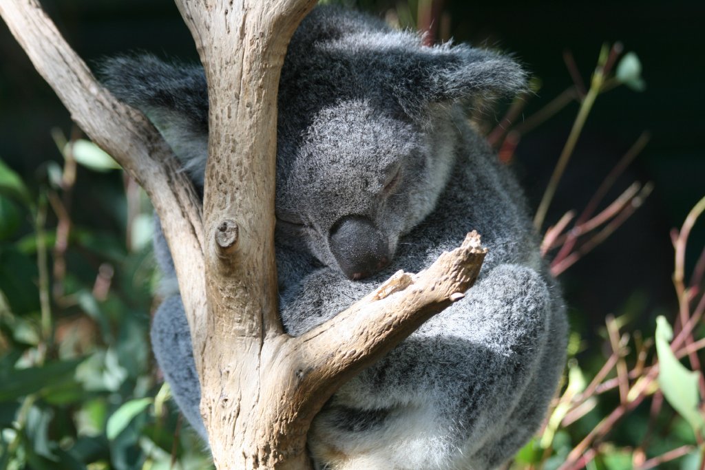 Koala