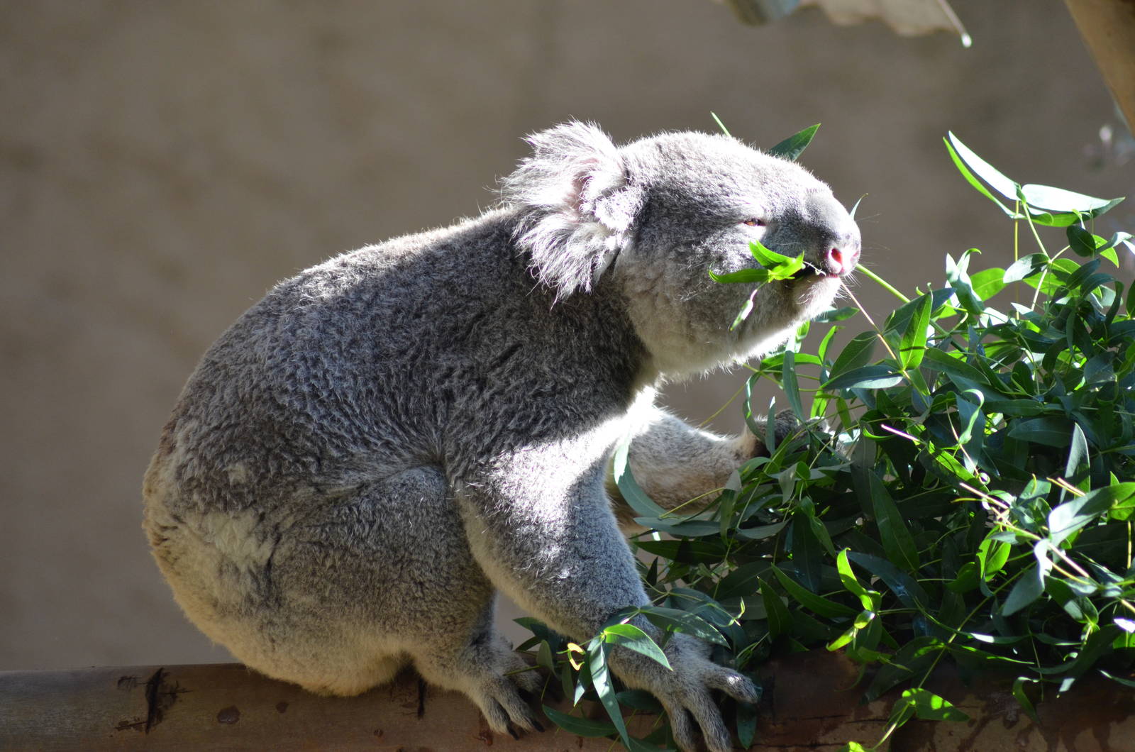 Koala