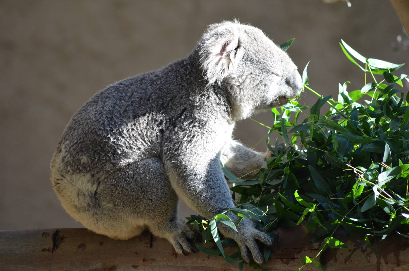 Koala