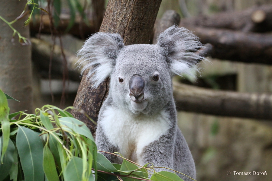 Koala.