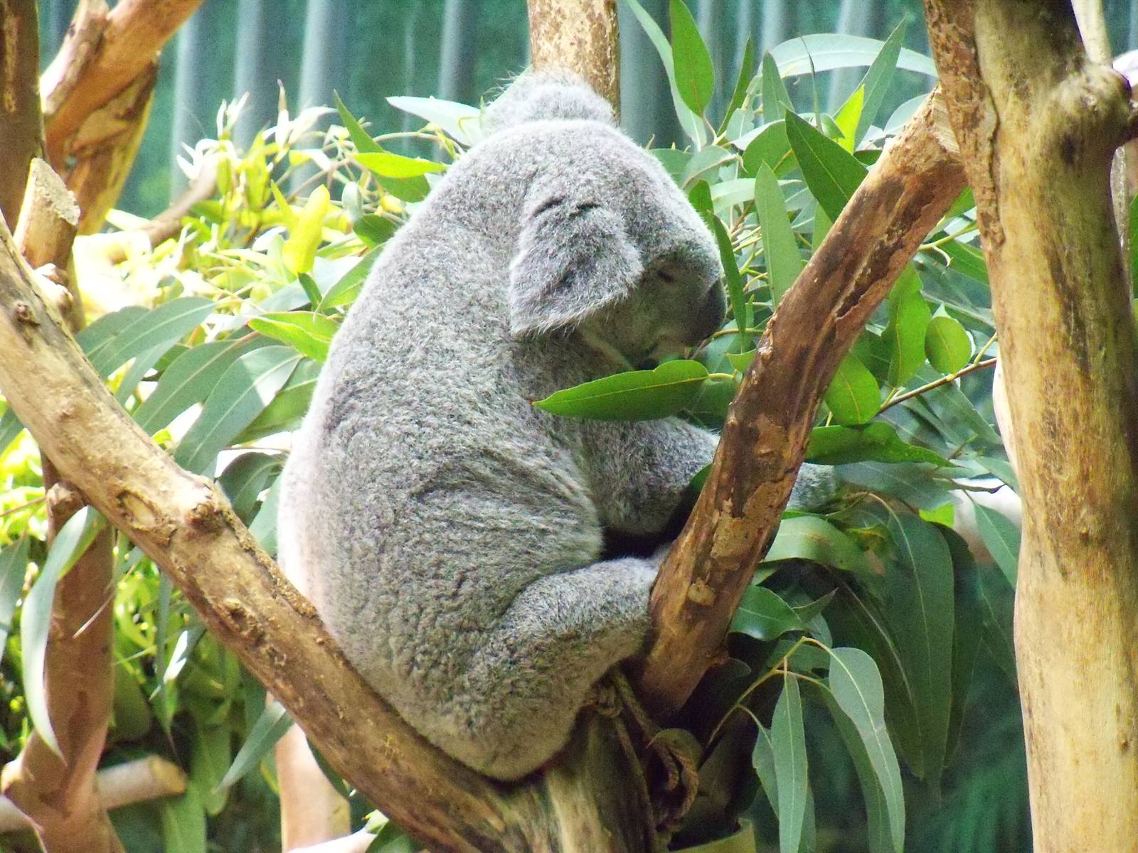 Koala
