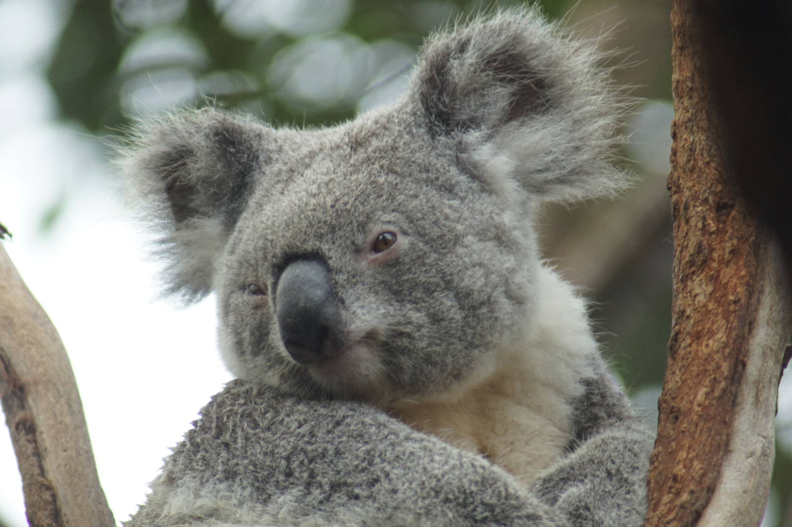 Koala