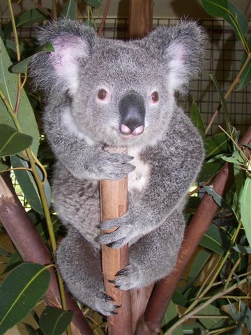 Koala