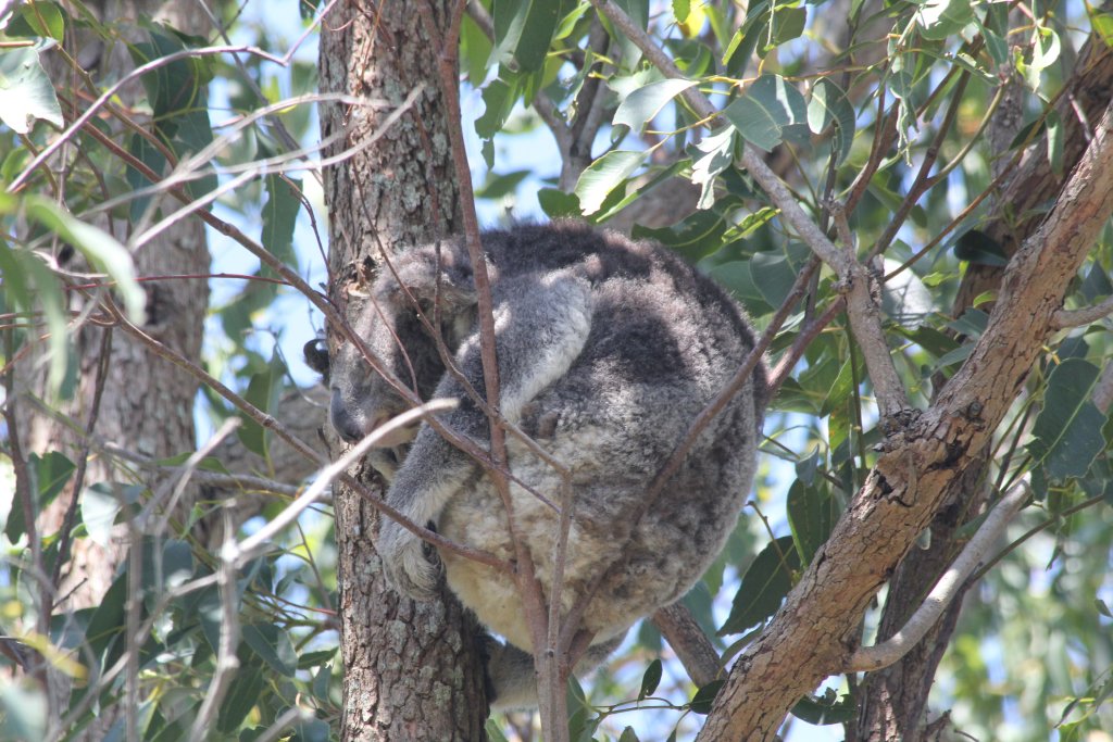 Koala