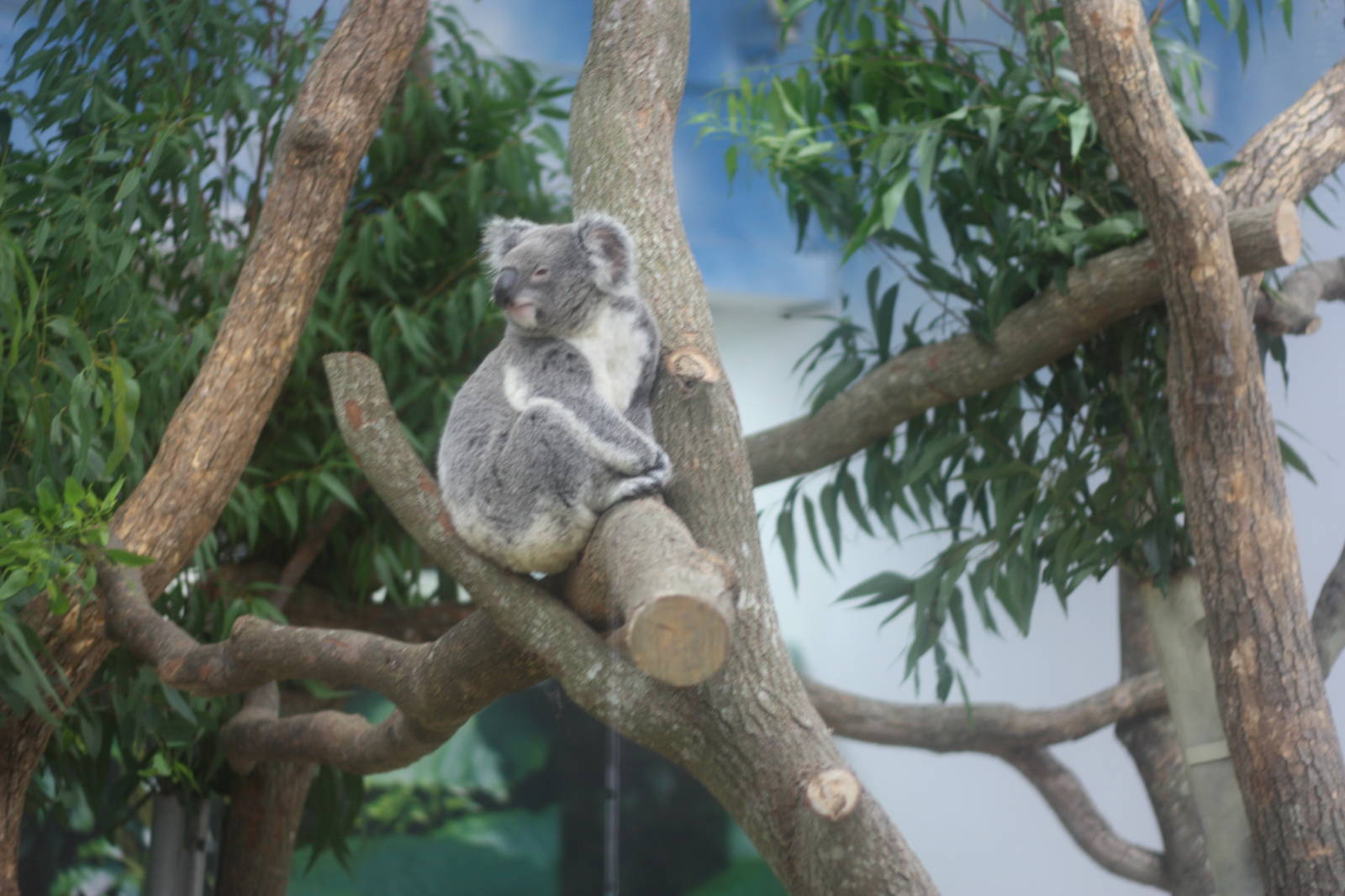 koala