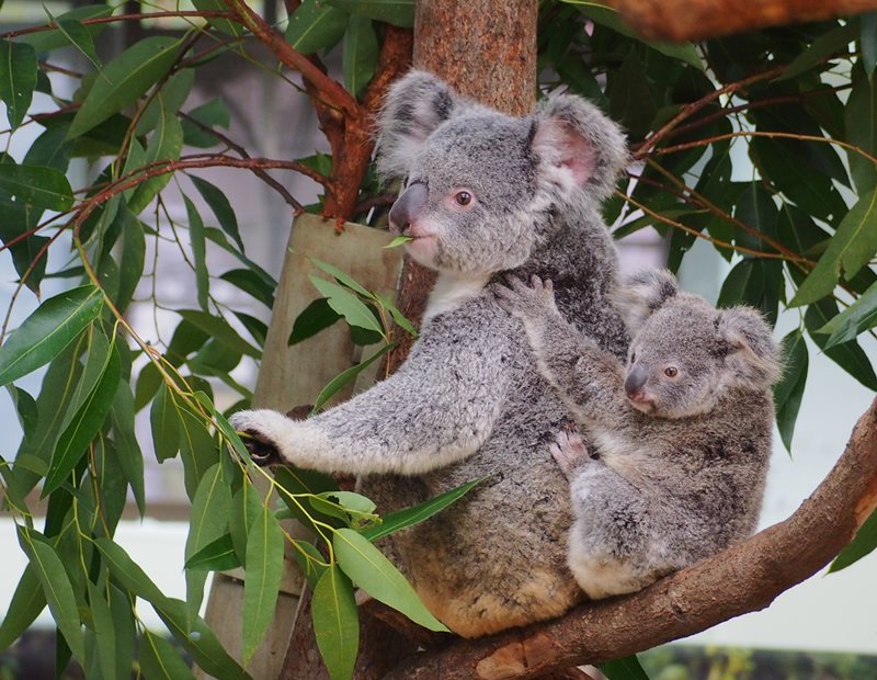 koala