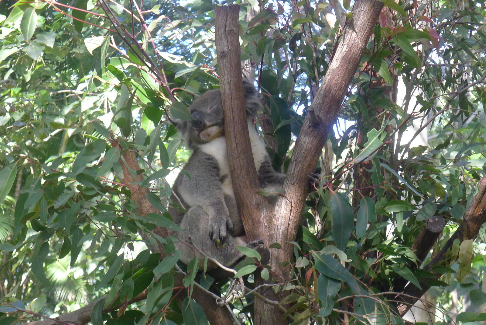 Koala