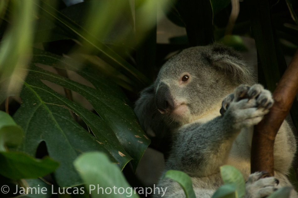 Koala