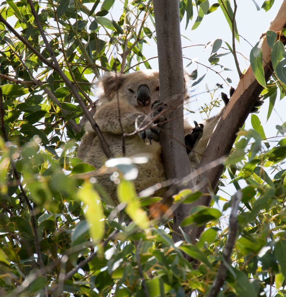 Koala