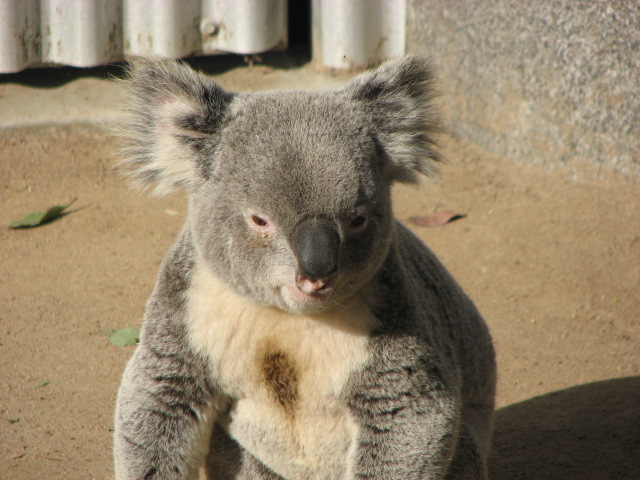 Koala