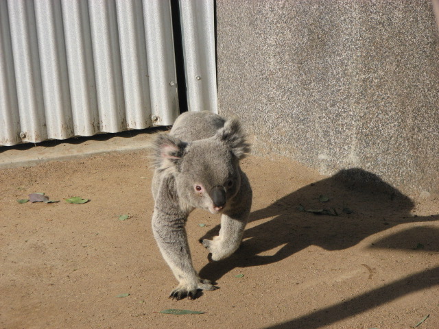 Koala