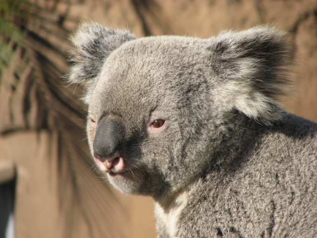 Koala