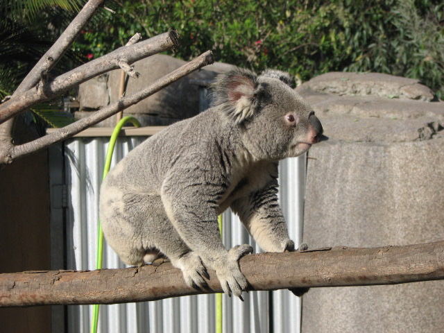 Koala
